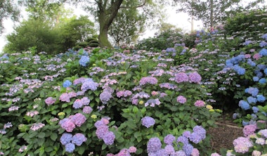 Shiki no sato Ryokusuien