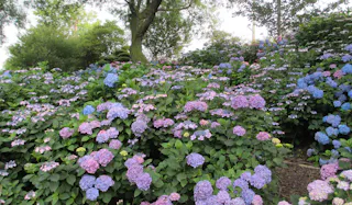 Shiki no sato Ryokusuien