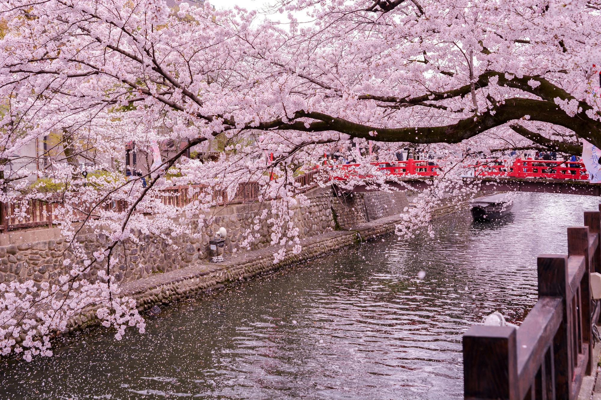 Ogaki Funamachi Kawaminato (National Scenic Beauty)