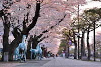 Towada City Government Office Street