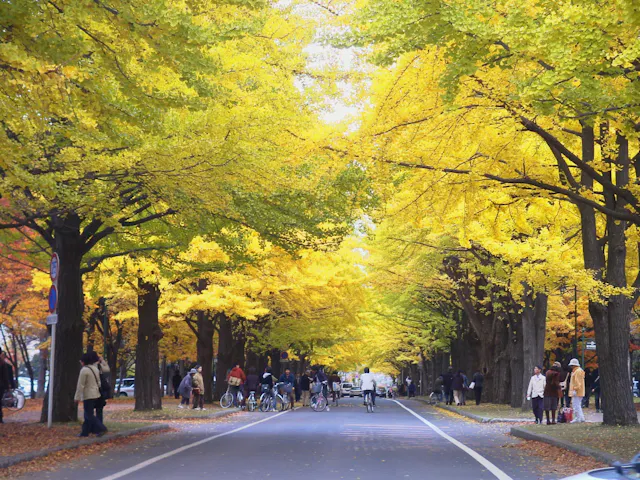 Hokkaido University Ginkgo Avenue