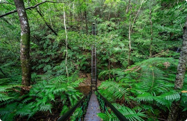 Yanbaru Learning Forest
