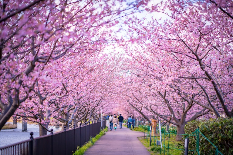 Kawazu Cherry Blossom Trees - Nanohana Road