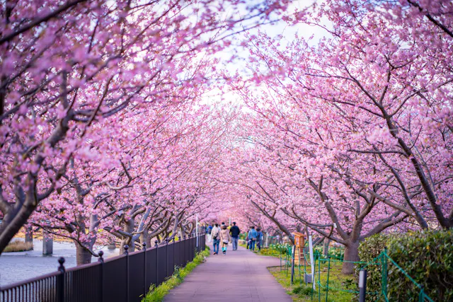 Kawazu Cherry Blossom Trees - Nanohana Road