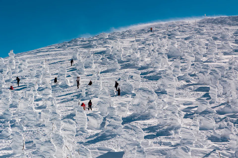 The juhyo snow monsters form on the upper slopes of Zao from about January. Skiers making their way down a slope between rows of fir trees encased in thick snow and ice on Mount Zao
