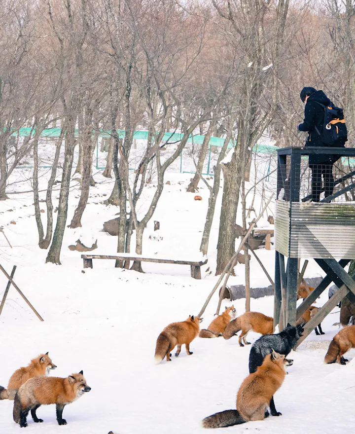 Miyagi Zao Fox Village Miyagi Zao Fox Village