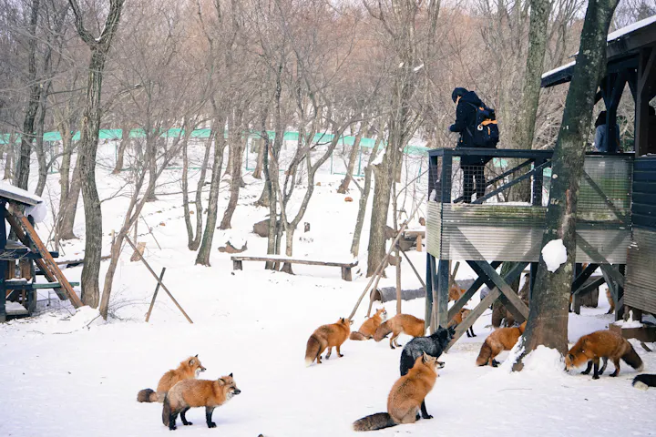 Miyagi Zao Fox Village