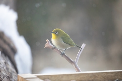 Fukui Prefectural Nature Protection Center