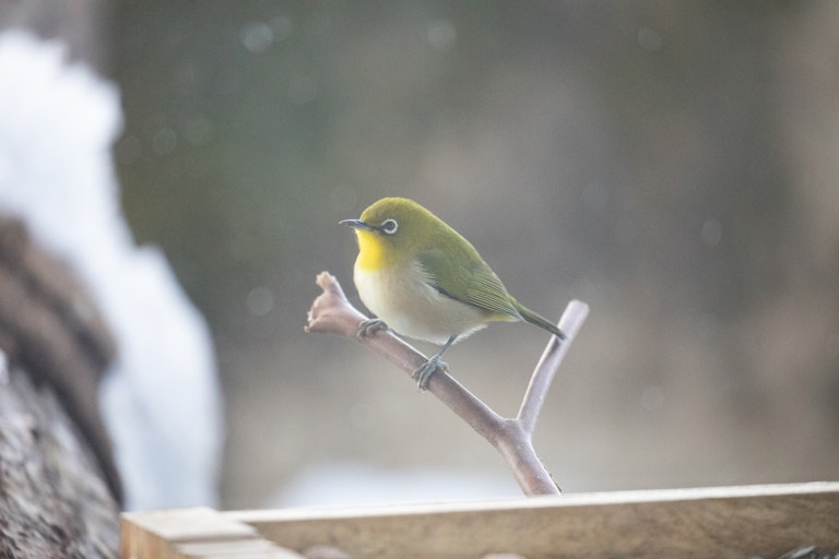 Fukui Prefectural Nature Protection Center