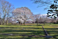 Musashi Kokubunji Ruins