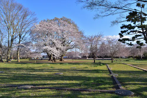 Musashi Kokubunji Ruins
