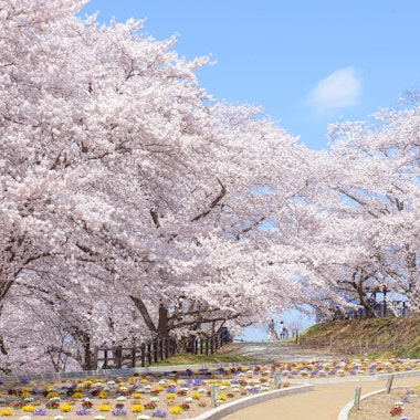 Tendo Park (Maizurusan) Tendo Park (Maizurusan)