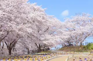 Tendo Park (Maizurusan)