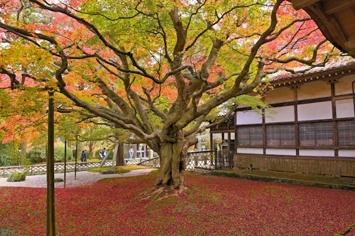 Raizan Senryoji Daisouin, Itoshima