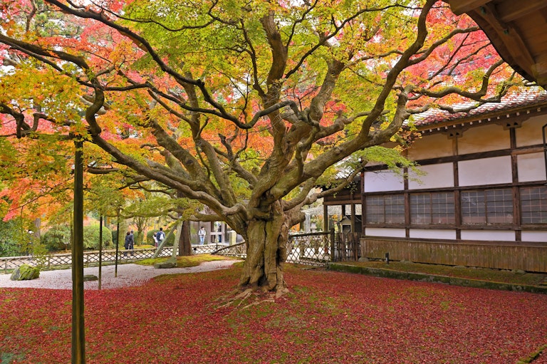 Raizan Senryoji Daisouin, Itoshima