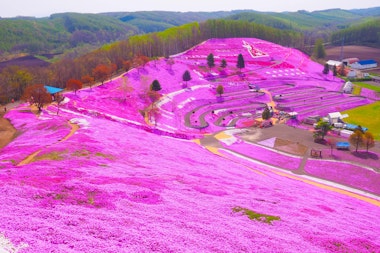 Shibazakura Takinoue Park