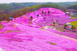 Shibazakura Takinoue Park