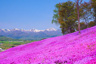Shibazakura Takinoue Park