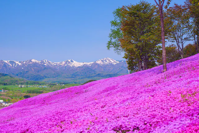 Shibazakura Takinoue Park