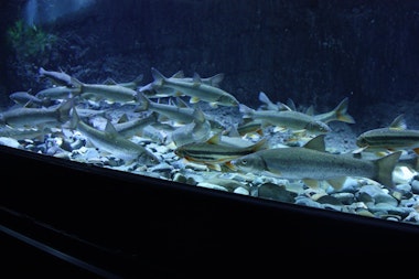 Salmon Hometown Chitose Aquarium