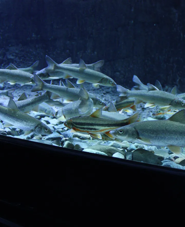 Salmon Hometown Chitose Aquarium Salmon Hometown Chitose Aquarium
