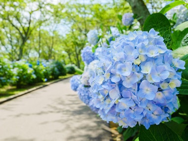 Mount Shiude (Shiudeyama)