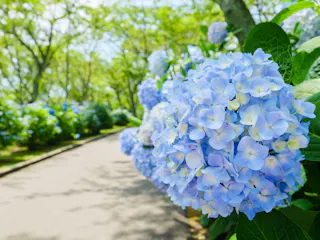Mount Shiude (Shiudeyama)