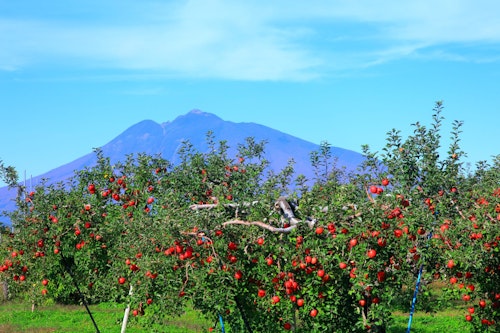 Hirosaki Apple Park