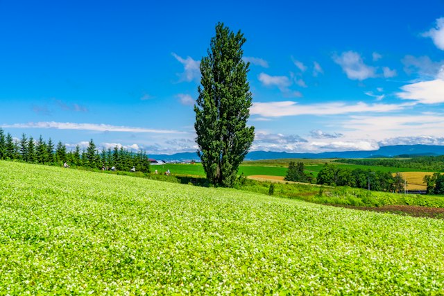 Ken and Mary Tree in Hokkaido: Highlights, Access & Tips - Trip To Japan