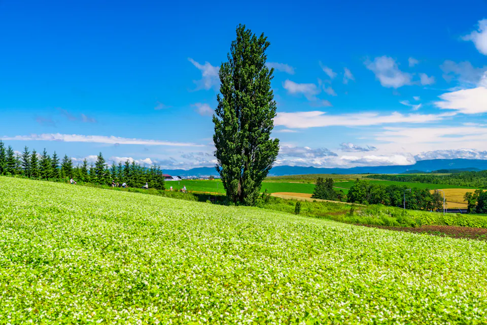 The Ken and Mary Tree is one of the main stops on the Patchwork Road. A single tall poplar tree standing on a green hill under a blue sky in Biei