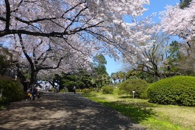 Koishikawa Botanical Garden