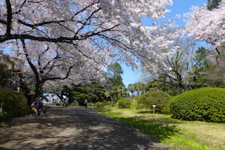 Koishikawa Botanical Garden