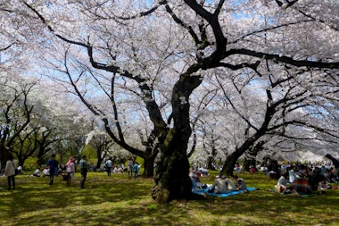 Koishikawa Botanical Garden