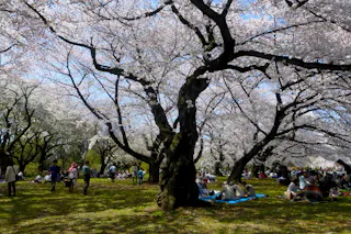 Koishikawa Botanical Garden