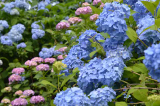 Kurobane Castle Ruins Park