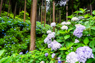 Minamisawa Ajisai Mountain