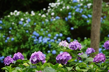 Minamisawa Ajisai Mountain