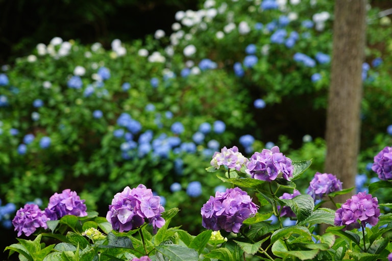 Minamisawa Ajisai Mountain