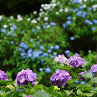 Minamisawa Ajisai Mountain Minamisawa Ajisai Mountain