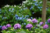 Minamisawa Ajisai Mountain