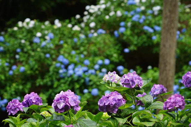 Minamisawa Ajisai Mountain