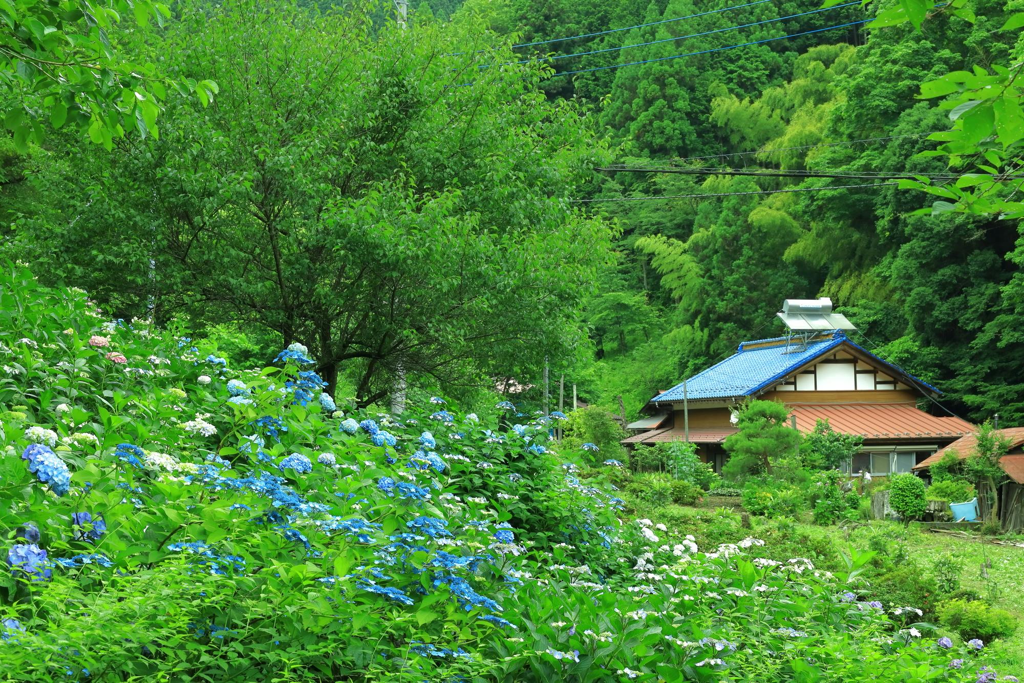 Minamisawa Ajisai Mountain
