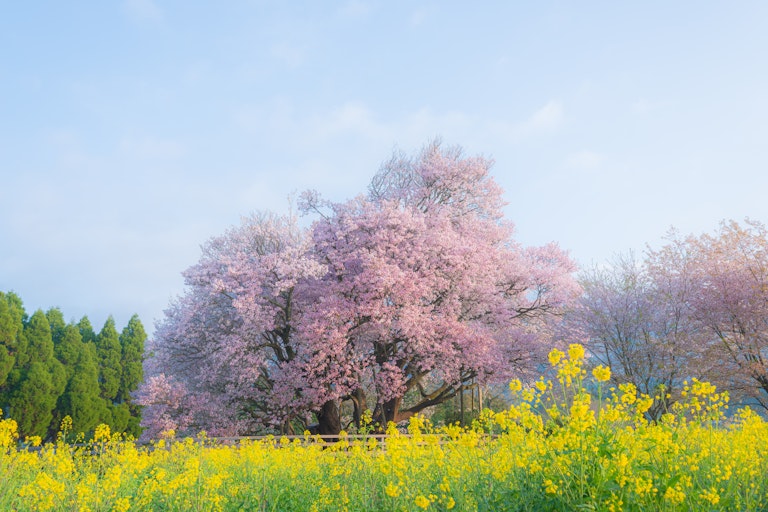 Isshingyo Sakura Tree