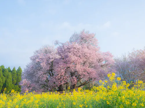 Isshingyo Sakura Tree Isshingyo Sakura Tree