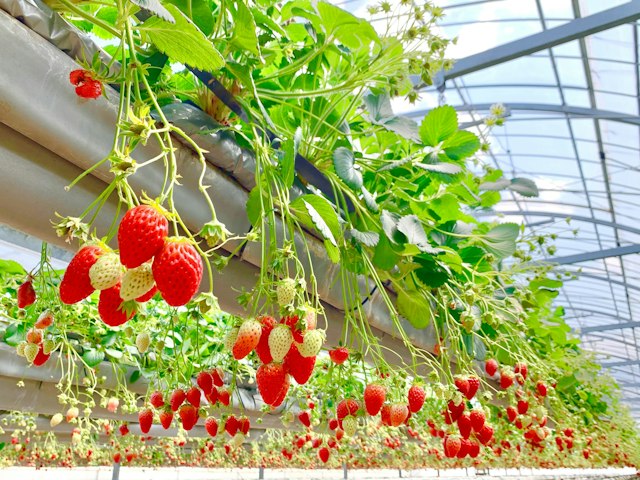 Mimasaka Farm in Okayama: Highlights, Access & Tips - Trip To Japan