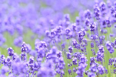 Horomitoge Lavender Garden