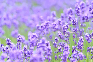 Horomitoge Lavender Garden