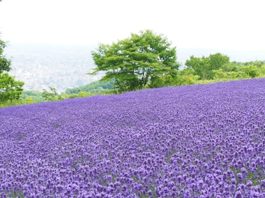 Horomitoge Lavender Garden