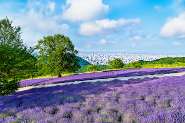 Horomitoge Lavender Garden