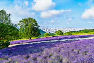Horomitoge Lavender Garden